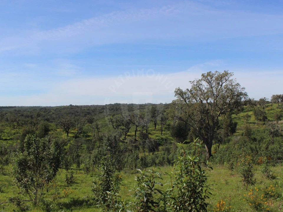 Terreno para Venda em Santiago do Cacém, Santa Cruz e São Bartolomeu da Serra Foto 20