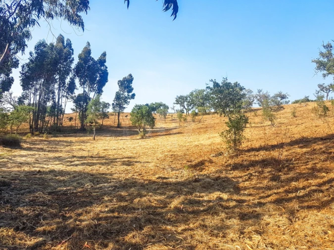 Terreno para Venda em Santiago do Cacém, Santa Cruz e São Bartolomeu da Serra Foto 2