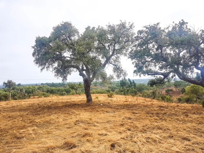 Terreno para Venda em Santiago do Cacém, Santa Cruz e São Bartolomeu da Serra Foto 4