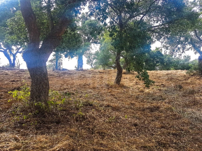 Terreno para Venda em Santiago do Cacém, Santa Cruz e São Bartolomeu da Serra Foto 7