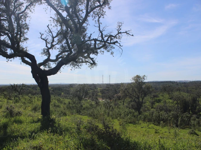 Terreno para Venda em Santiago do Cacém, Santa Cruz e São Bartolomeu da Serra Foto 10