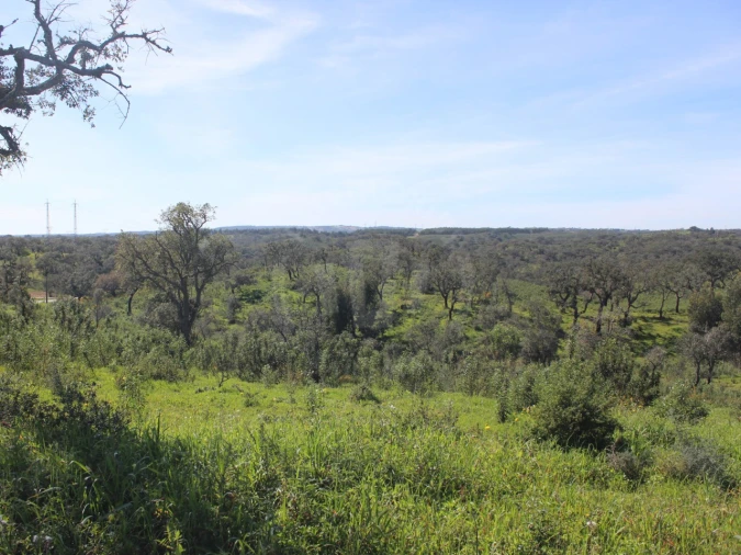 Terreno para Venda em Santiago do Cacém, Santa Cruz e São Bartolomeu da Serra Foto 11