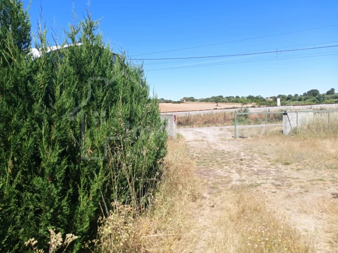 Terreno para Venda em Lardosa Foto 2