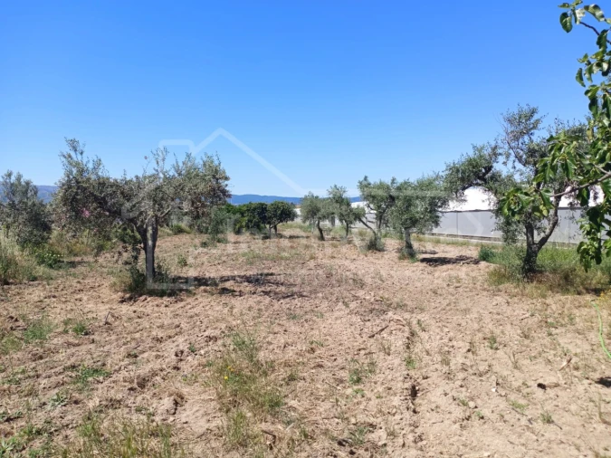 Terreno para Venda em Lardosa Foto 18