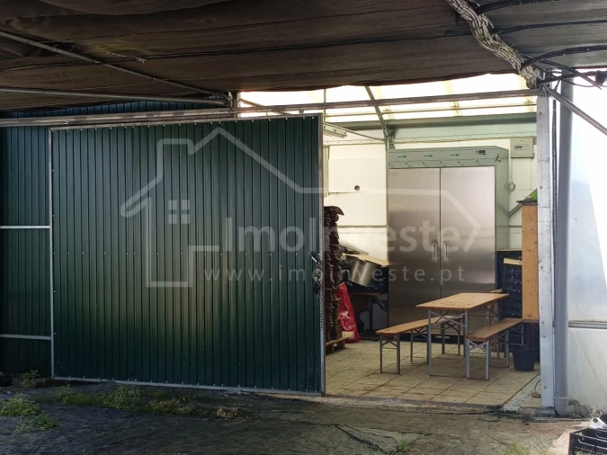 Terreno para Venda em Lardosa Foto 5