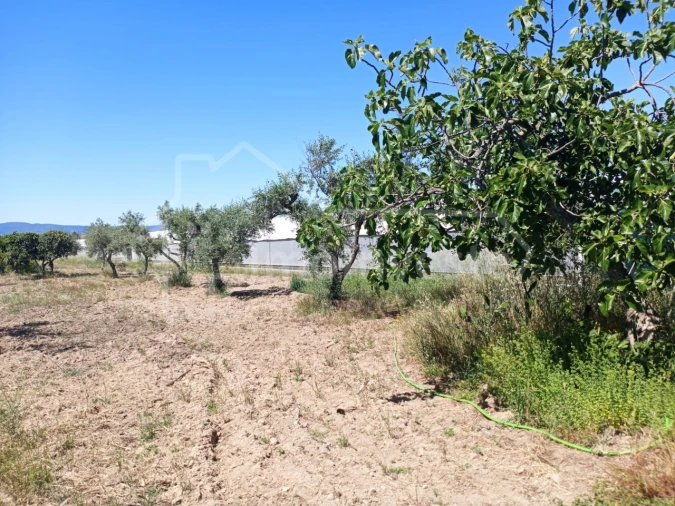Terreno para Venda em Lardosa Foto 16