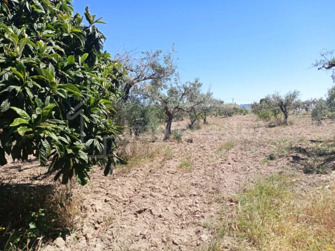 Terreno para Venda em Lardosa Foto 17