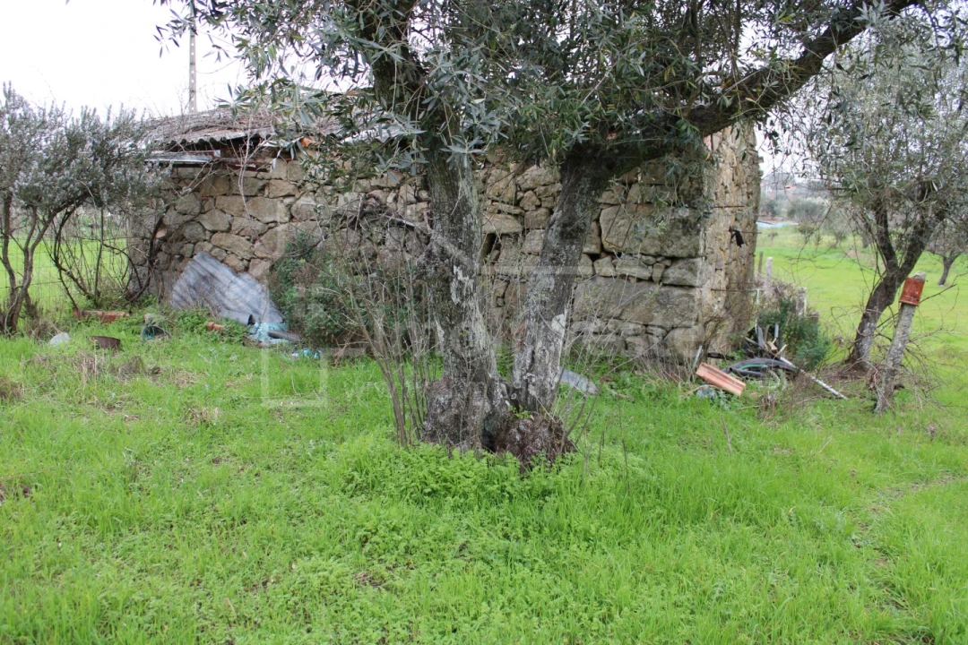 Terreno para Venda em Alcains Foto 5