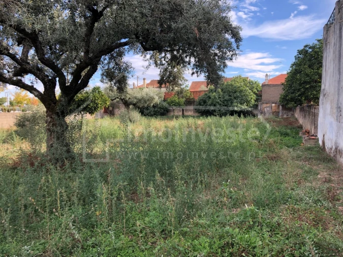 Terreno para Venda em Lardosa Foto 4