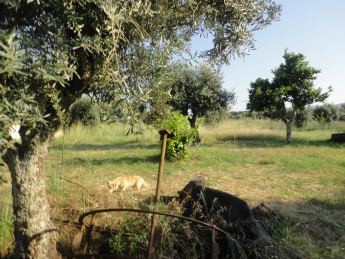 Terreno para Venda em Pego Foto 3