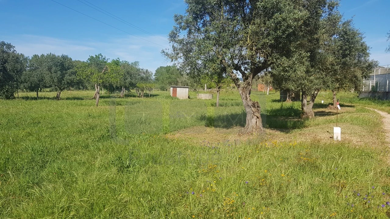 Terreno para Venda em São João Baptista e Santa Maria dos Olivais Foto 9