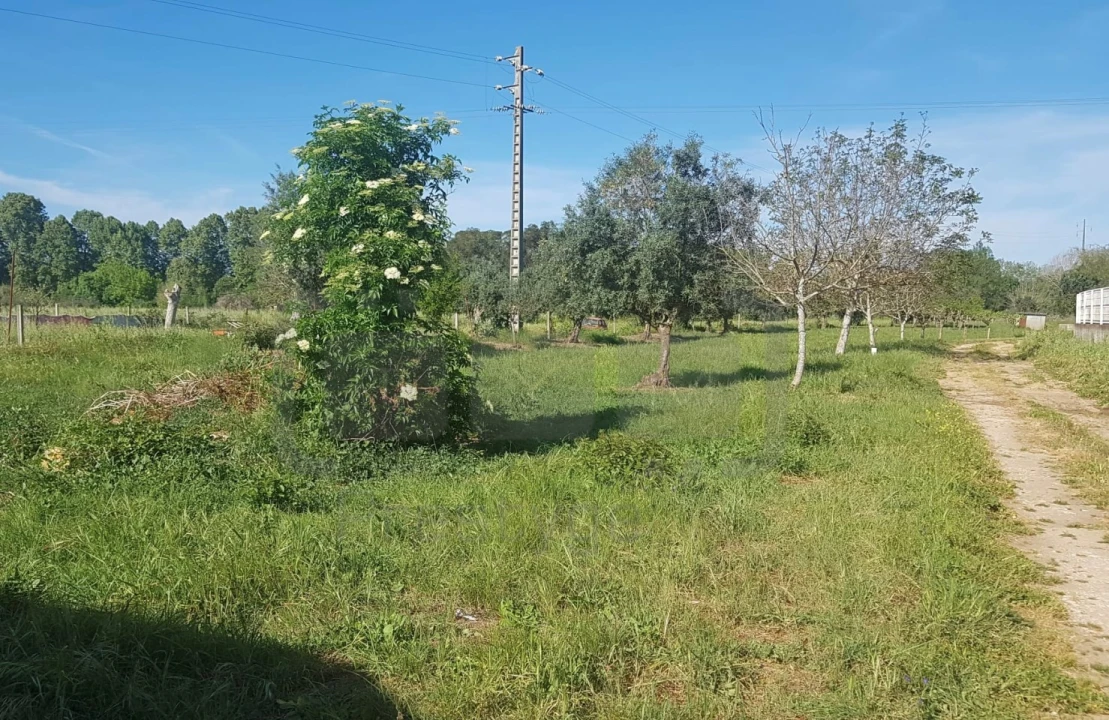 Terreno para Venda em São João Baptista e Santa Maria dos Olivais Foto 3