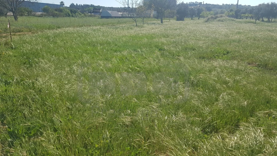 Terreno para Venda em São João Baptista e Santa Maria dos Olivais Foto 6