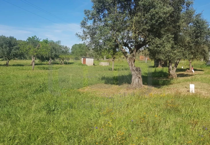 Terreno para Venda em São João Baptista e Santa Maria dos Olivais Foto 4