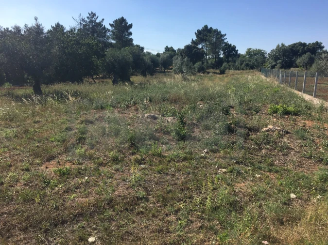 Terreno para Venda em Casais e Alviobeira Foto 2