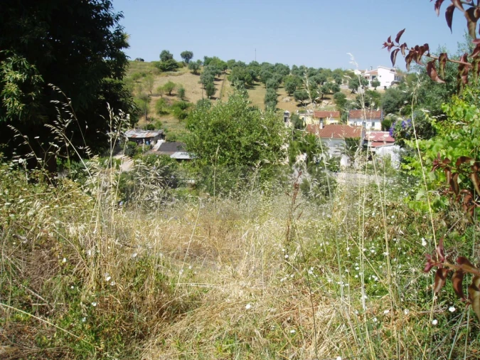 Terreno para Venda em Madalena e Beselga Foto 4