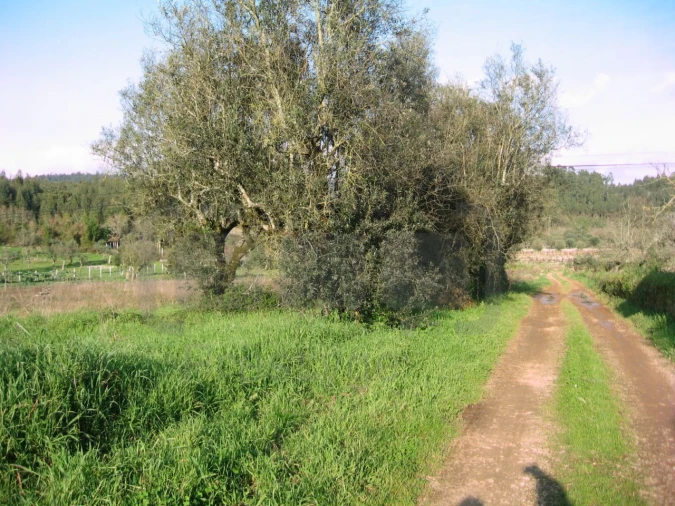 Terreno para Venda em Areias e Pias Foto 3