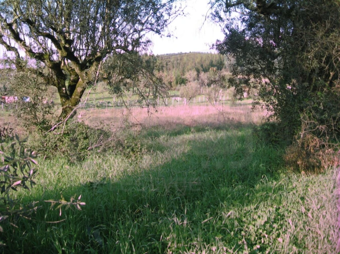 Terreno para Venda em Areias e Pias Foto 4
