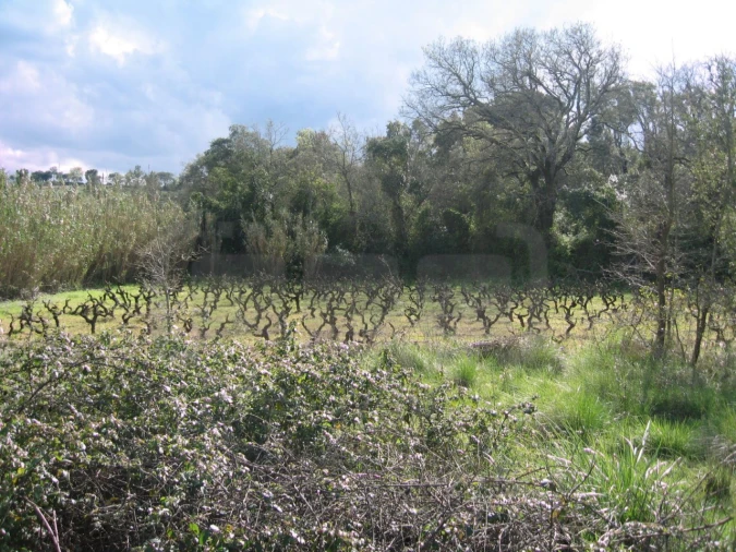 Terreno para Venda em São João Baptista e Santa Maria dos Olivais Foto 1