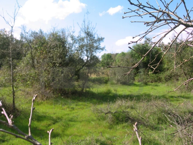 Terreno para Venda em São João Baptista e Santa Maria dos Olivais Foto 2