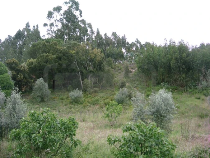 Terreno para Venda em Madalena e Beselga Foto 2