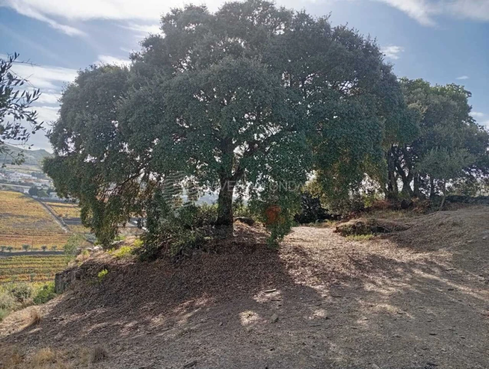 Quinta para Venda em Barcos e Santa Leocádia Foto 5
