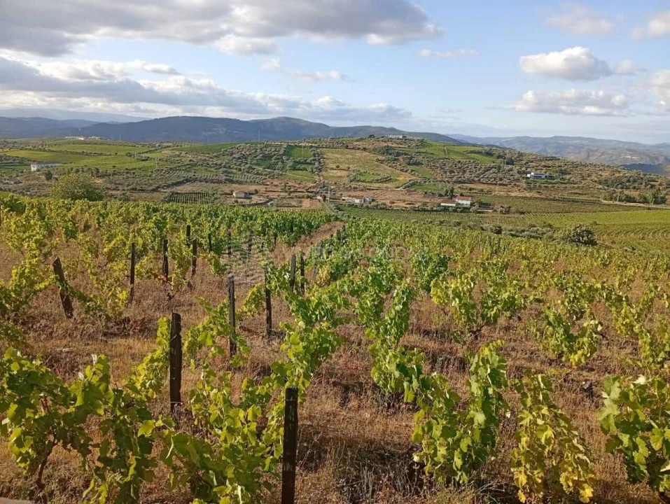 Quinta para Venda em Barcos e Santa Leocádia Foto 11