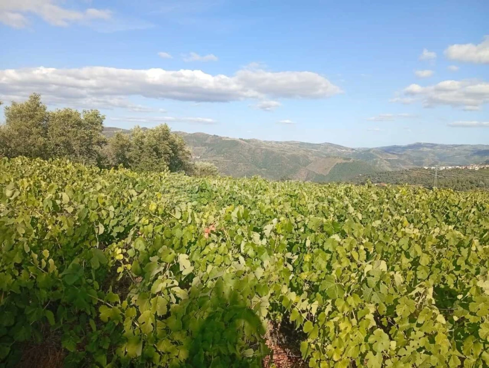 Quinta para Venda em Barcos e Santa Leocádia Foto 12