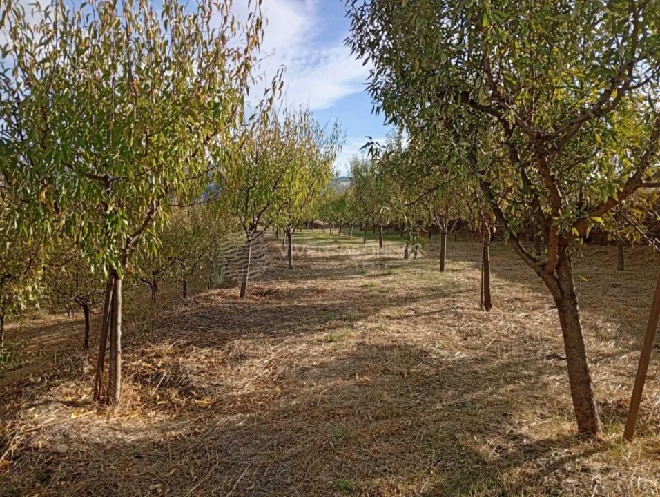 Quinta para Venda em Barcos e Santa Leocádia Foto 13