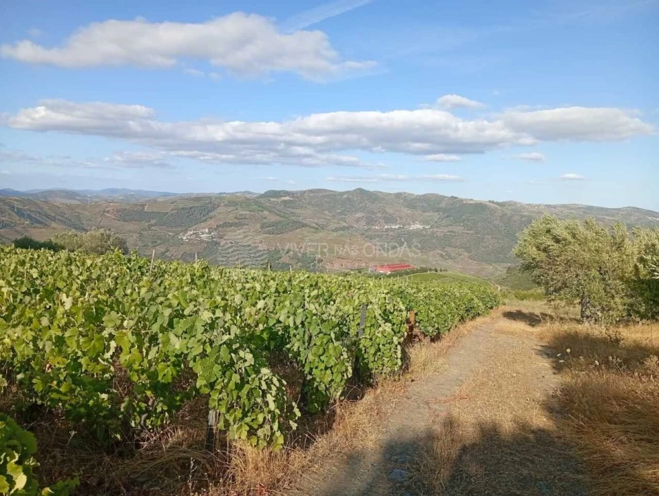 Quinta para Venda em Barcos e Santa Leocádia Foto 19