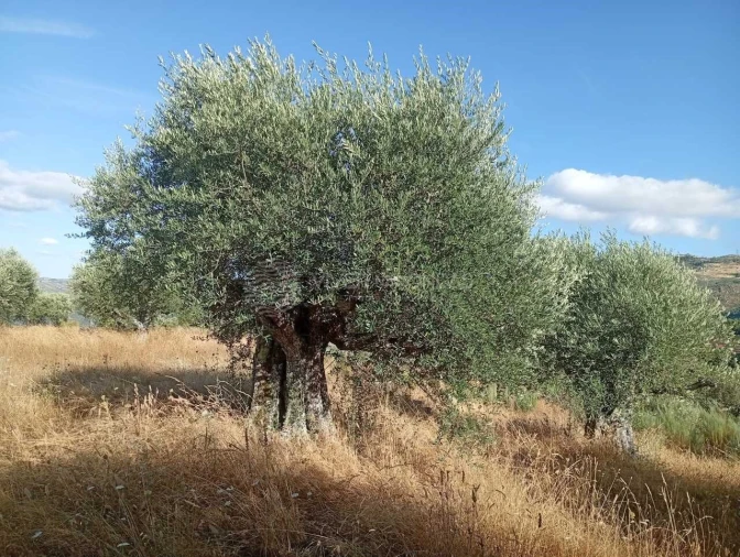 Quinta para Venda em Barcos e Santa Leocádia Foto 4