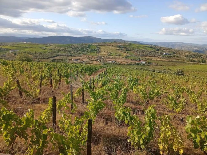 Quinta para Venda em Barcos e Santa Leocádia Foto 11