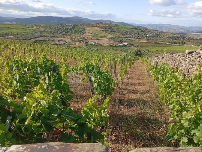 Quinta para Venda em Barcos e Santa Leocádia Foto 20