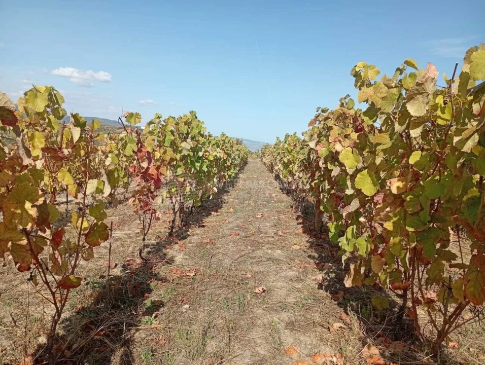 Quinta para Venda em Barcos e Santa Leocádia Foto 3
