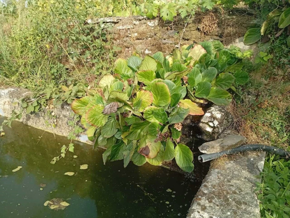 Quinta para Venda em Barcos e Santa Leocádia Foto 6