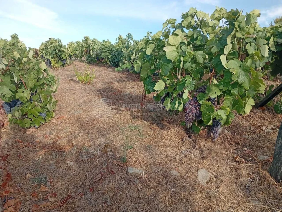 Quinta para Venda em Barcos e Santa Leocádia Foto 7
