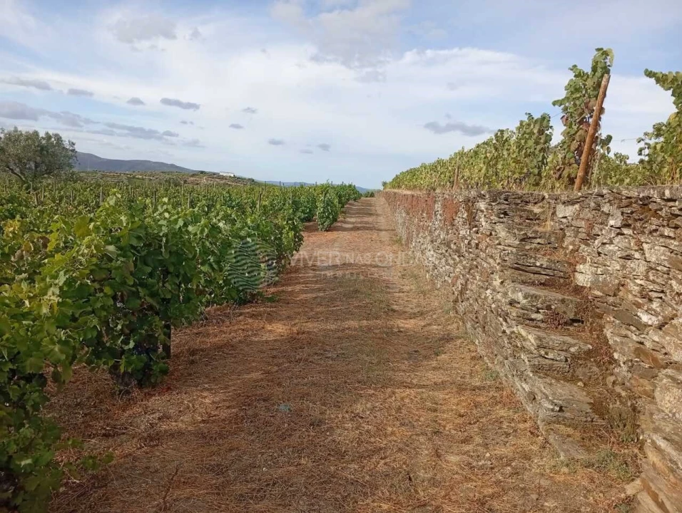 Quinta para Venda em Barcos e Santa Leocádia Foto 9