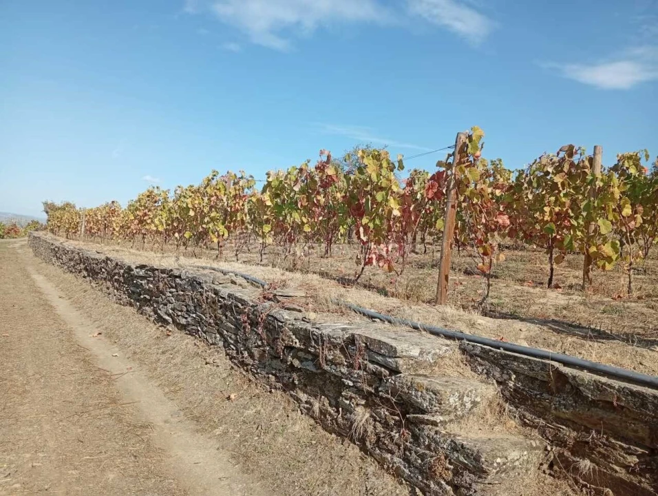 Quinta para Venda em Barcos e Santa Leocádia Foto 16