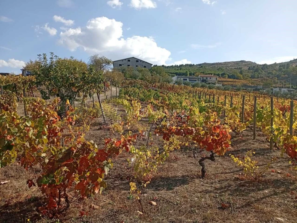Quinta para Venda em Barcos e Santa Leocádia Foto 17