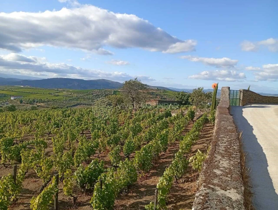 Quinta para Venda em Barcos e Santa Leocádia Foto 18