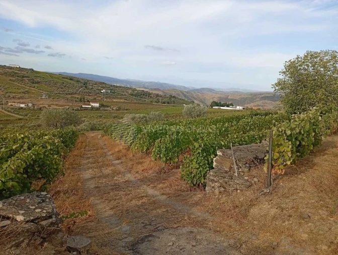 Quinta para Venda em Barcos e Santa Leocádia Foto 1