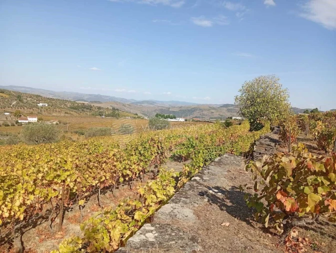 Quinta para Venda em Barcos e Santa Leocádia Foto 2
