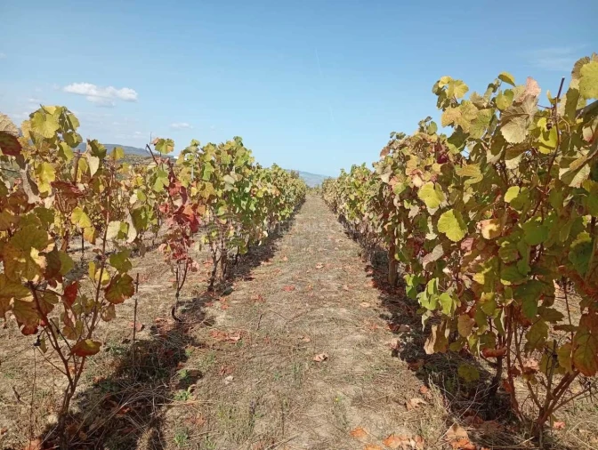 Quinta para Venda em Barcos e Santa Leocádia Foto 3