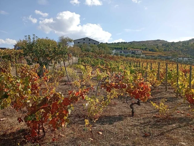 Quinta para Venda em Barcos e Santa Leocádia Foto 17