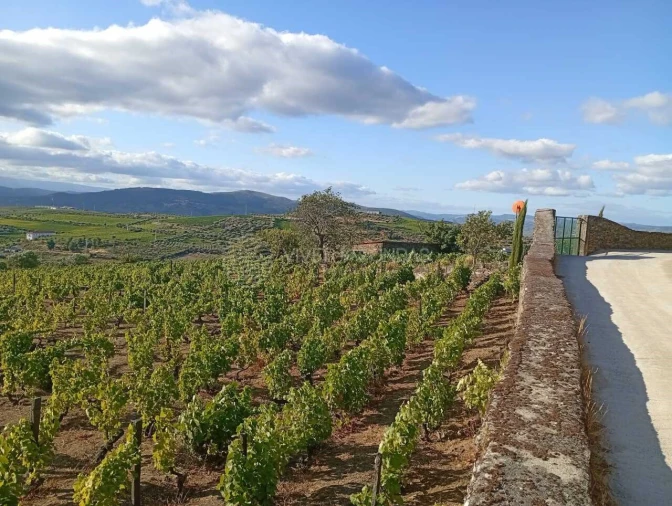 Quinta para Venda em Barcos e Santa Leocádia Foto 18