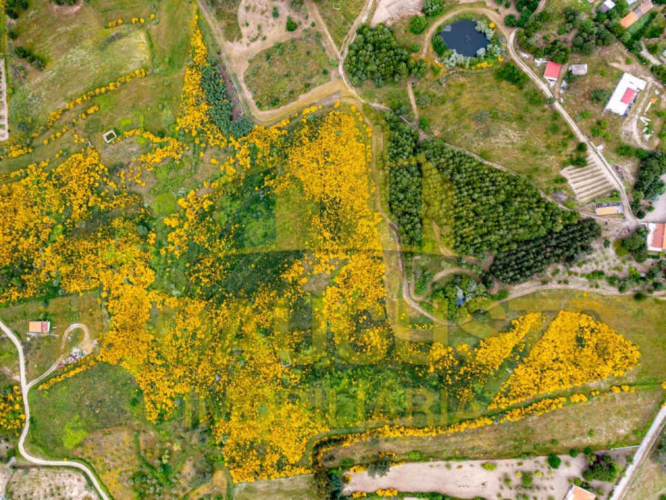 Terreno para Venda em Figueiró da Serra e Freixo da Serra Foto 3