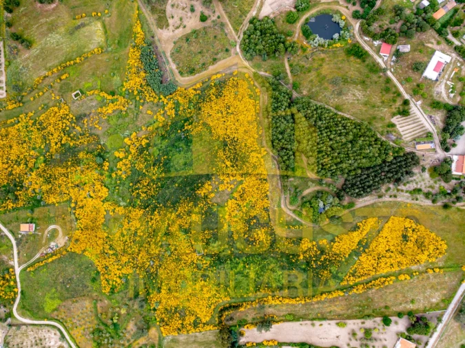 Terreno para Venda em Figueiró da Serra e Freixo da Serra Foto 3