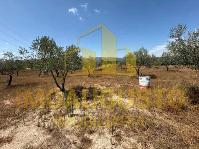 Terreno para Venda em Baraçal Foto 1