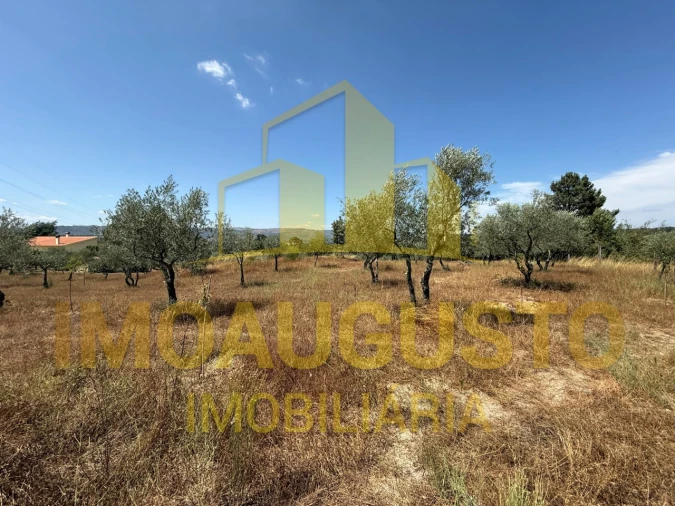 Terreno para Venda em Baraçal Foto 3