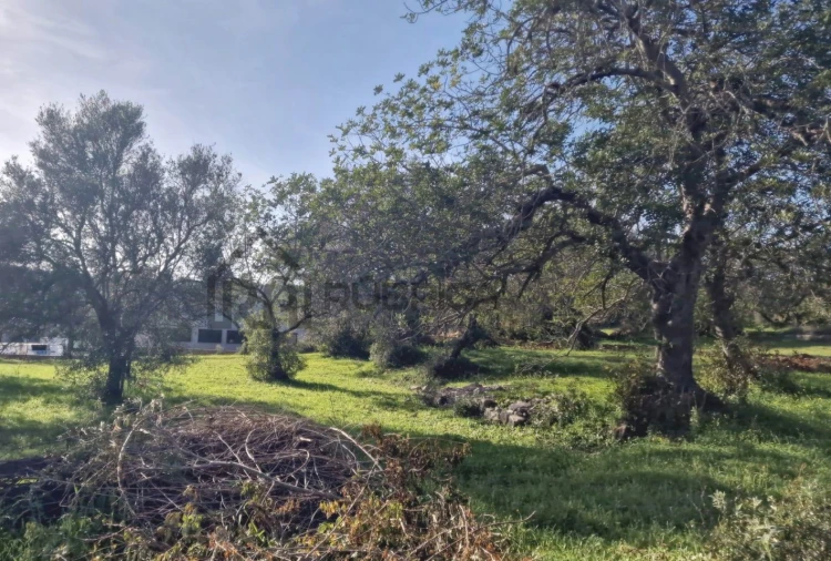Terreno para Venda em São Brás de Alportel Foto 2
